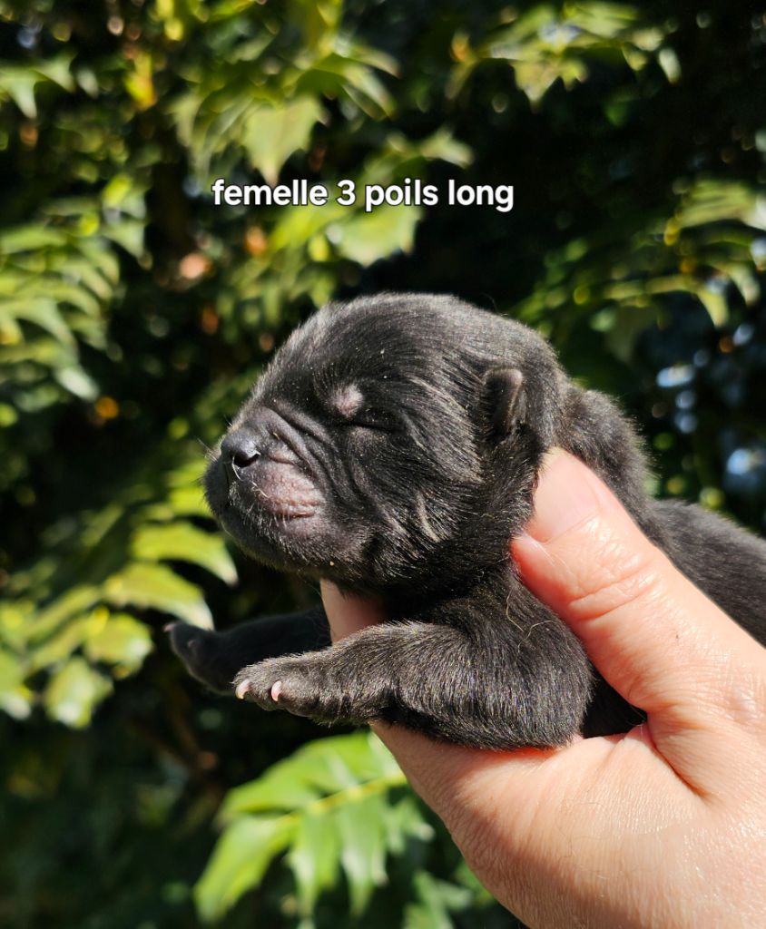 Le domaine de fabadel - Chiots disponibles - Chow Chow