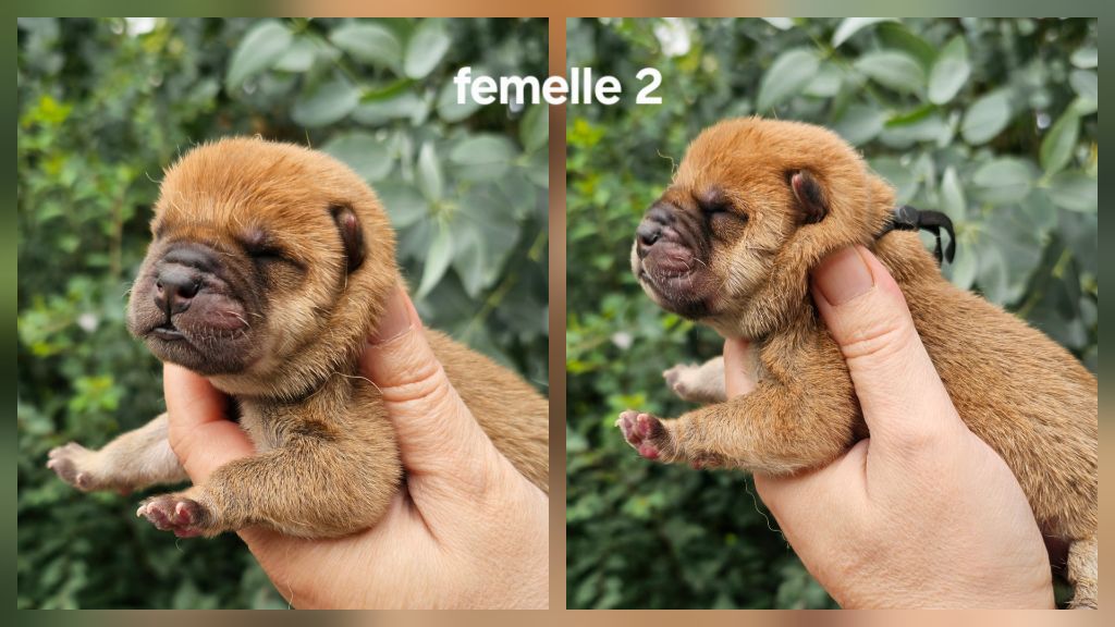 Le domaine de fabadel - Chiots disponibles - Chow Chow