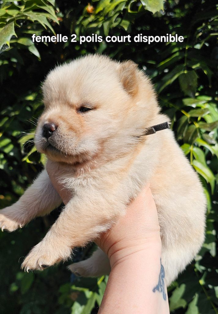 Le domaine de fabadel - Chiots disponibles - Chow Chow