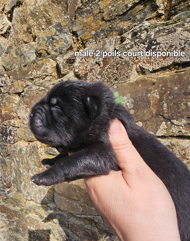 Le domaine de fabadel - Chiots disponibles - Chow Chow
