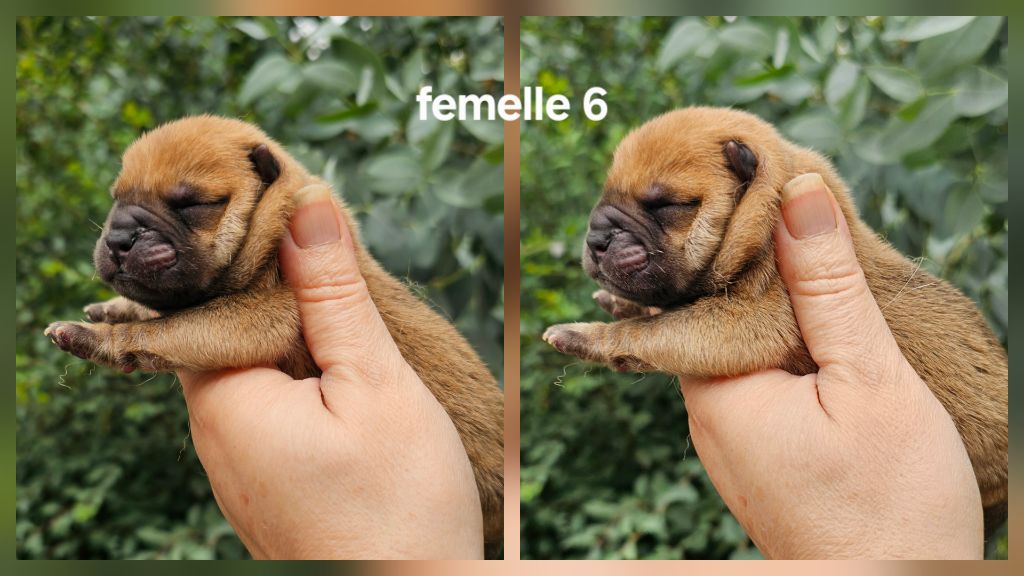 Le domaine de fabadel - Chiots disponibles - Chow Chow