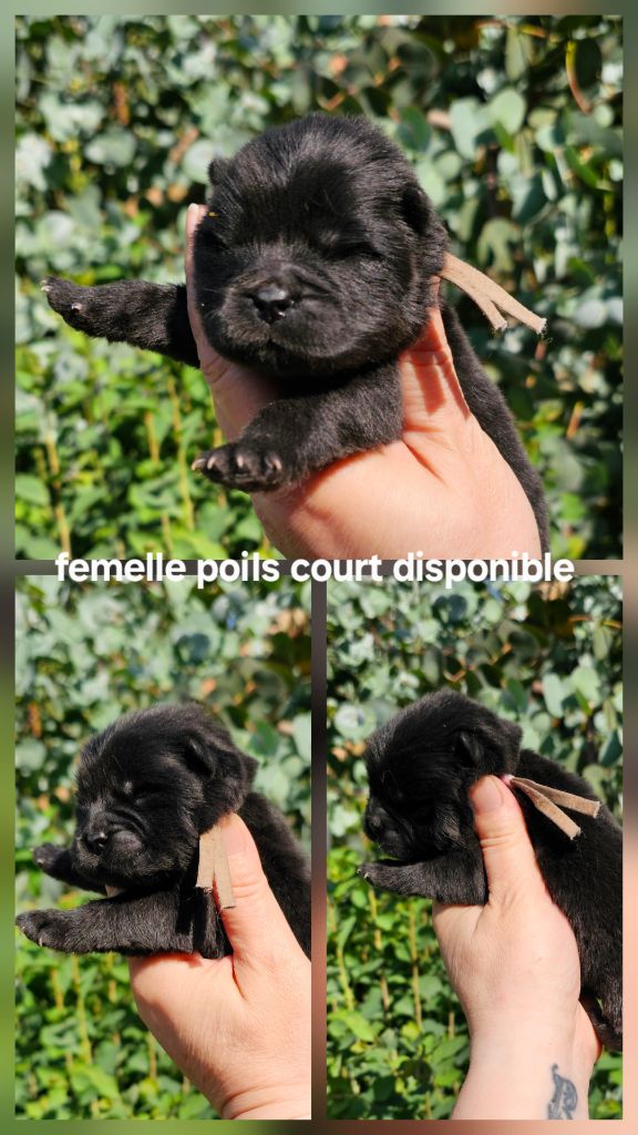 Le domaine de fabadel - Chiots disponibles - Chow Chow